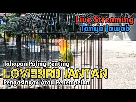 Video: Cara Mengatasi Pengasingan