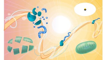 SCENITH, Single Cell Metabolism
