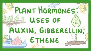 GCSE Biology - Plant Hormones - Uses of Auxin, Gibberellin and Ethene #53