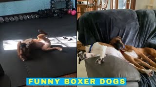 Cute and Funny Boxers