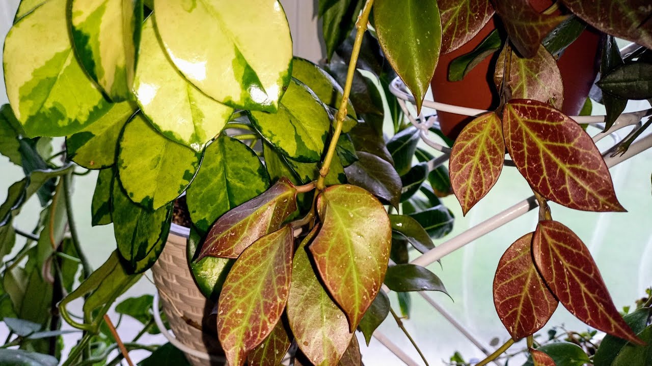 💙💛Хойи, которые растут на подоконнике без досветки! Ожил пень хойи Nong Nooch!