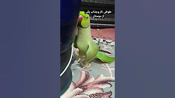 طوطی ملنگو سخنگو 