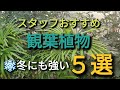 必見！オススメ観葉植物　冬にも強い５選