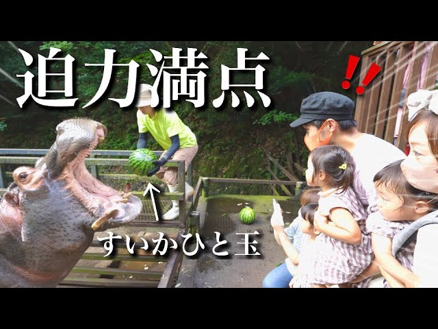 【急接近！】カバの迫力に圧倒される娘たち！泣く！叫ぶ！の餌やり体験！【長崎バイオパーク】