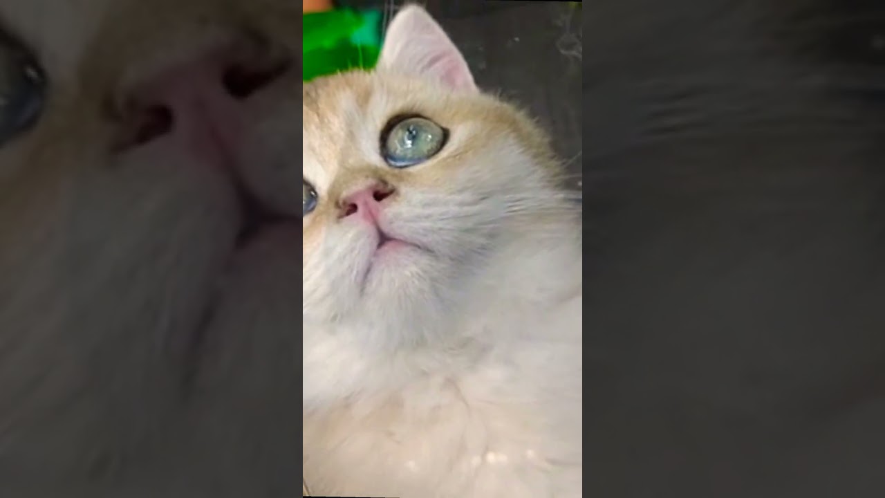 I SAW THIS BEAUTIFUL CAT shorts asmr cutecat catvideos cat 