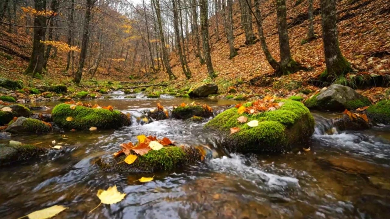 PEACEFUL RIVER AND BIRD AMBIENCE WITH SOFT PIANO FOR LONG DEEP SLEEP