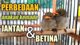 CARA MUDAH MEMBEDAKAN ANAKAN BURUNG KEMADE JANTAN DAN BETINA