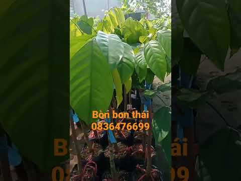 Video Bòn bon thái cây giống tiềm năng kinh tế cao tại TGCG... - youtube