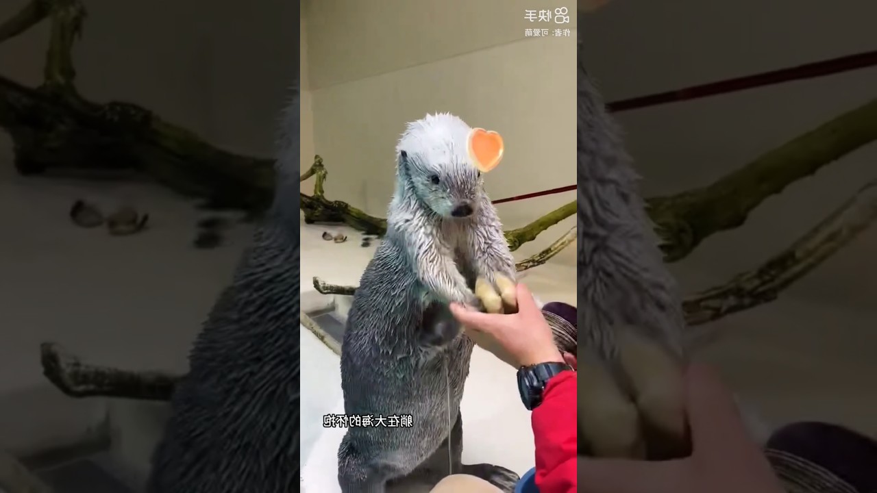 Cute Sea otter is Working 