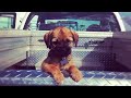 Roy Jr's First Movie: Our Border Terrier puppy Comes home!