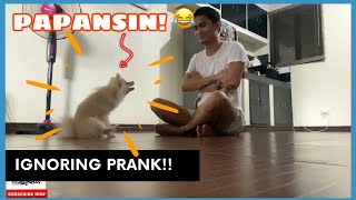 IGNORING PRANK TO MY DOGS | SUPER MARCOS VLOGS by Super Marcos 194 views 2 years ago 6 minutes, 40 seconds