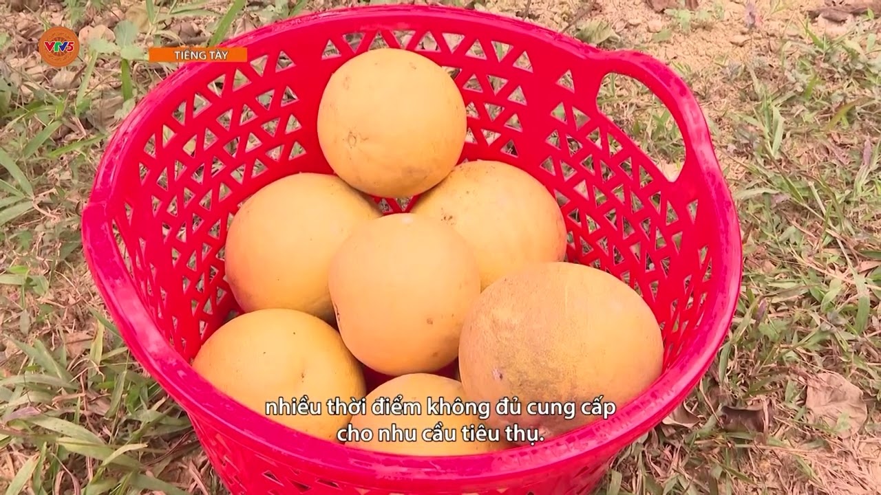 [TIẾNG TÀY] HIỆU QUẢ MÔ HÌNH TRỒNG BƯỞI SOI HÀ Ở BA ĐÌNH | VTV5