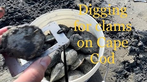 Digging for Clams in Barnstable, Cape Cod