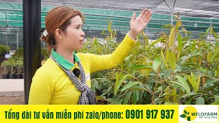 Cây Giống Sầu Riêng Lỡ - Rút Ngắn Thời Gian Trồng