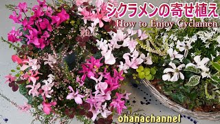 シクラメンの寄せ植え How to enjoy Cyclamen!!