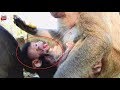 OMG Why Dana's Baby newborn monkey Cry Loudly? How mum Help but Jessie Help Youlike Monkey 1379