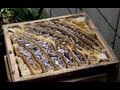 Harvesting the honey of Japanese honey bees