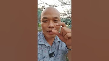 Cá Hay Chết phải Làm Sao -Huấn-Sinh-Vật-Cảnh #shorts