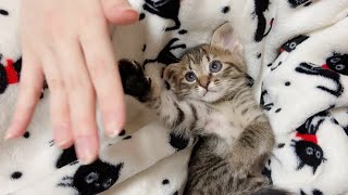 子猫がハイタッチを覚えました【保護猫】
