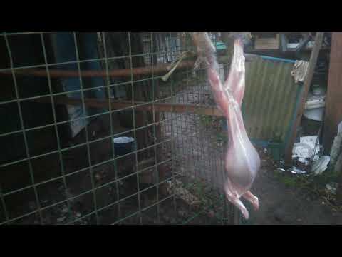 Ебет Как Кролик