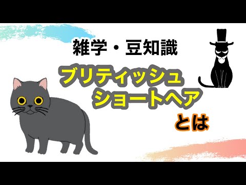 【猫】ブリティッシュショートヘアとは【雑学・豆知識】British shorthair