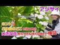 【アジサイの剪定】どの枝の、どこで切ったら大きな花がたくさんさくのか!?★検証、一番大切な枝がわかる★