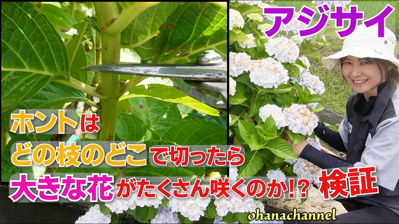 【アジサイの剪定】どの枝の、どこで切ったら大きな花がたくさんさくのか!?★検証、一番大切な枝がわかる★