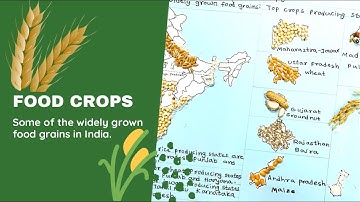 Top crops producing states of India | school project | some of the widely grown food grains #crops