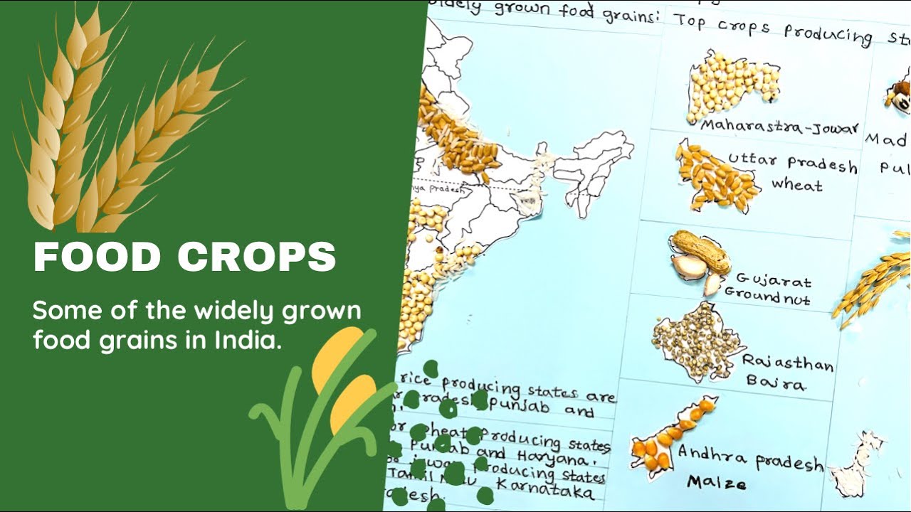 Top crops producing states of India school project some of the