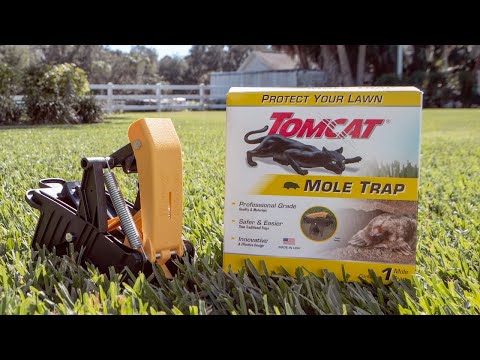 How to Catch and Kill Moles In Your Yard Using the Tomcat® Mole Trap