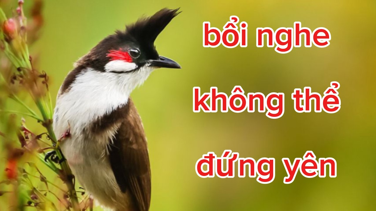 chào mào hót sáng kích chim bổi lên lửa | luyện chào mào hót đấu