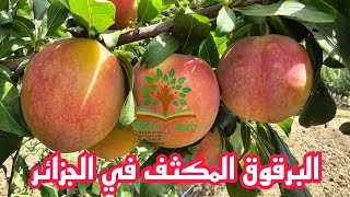 البرقوق المكثف بعد سنتين من الغرسIntensive plum two years after planting