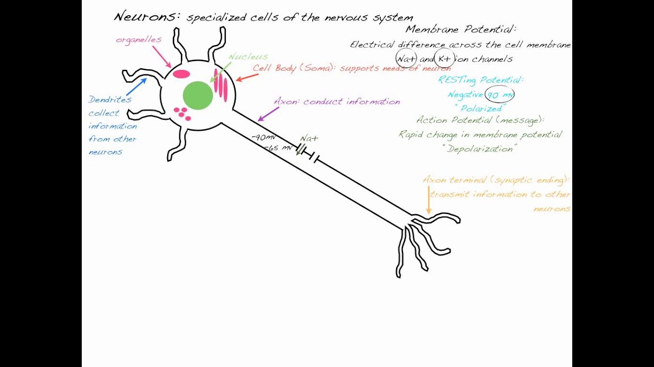2015 MCAT Foundational Concept 3A - Nerve Cell - YouTube