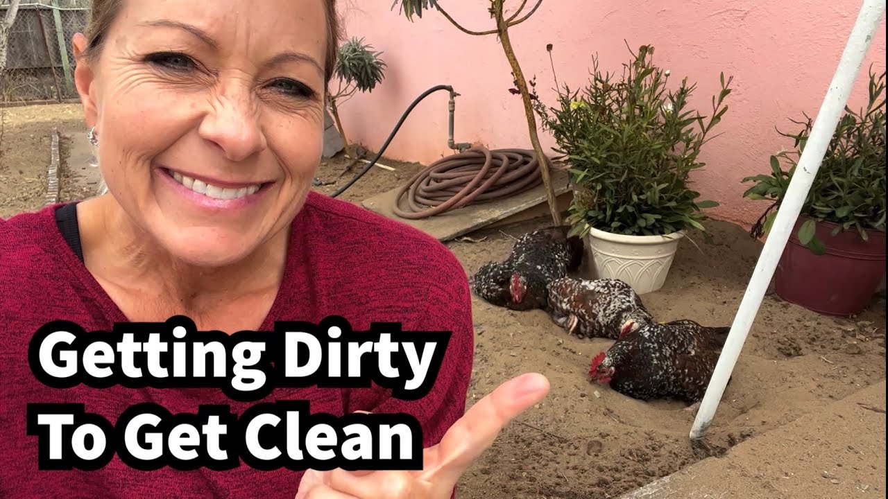 401 Why are my chickens burying themselves? YouTube