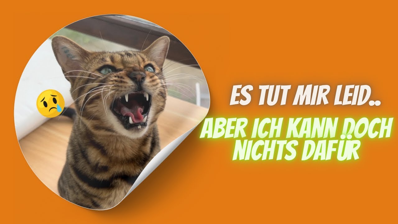 Tierheim rettet verwahrloste Katzen aus Horrorwohnung