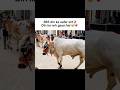 2 Days Left 🥺❤️🩹#shouqeeno #cow #animals #cowlover752 #love #eiduladha2026 #sukoon #karachimandi