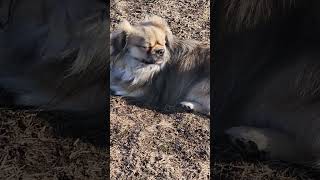 EARL IS BACK FROM THE SALON  #dog #doglover #Tibetan spaniel