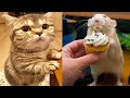 😼 Funniest Animals 🐶Try Not to Laugh🤣 Compilation of the Cutest Cats and Dogs Videos  🔴 #14