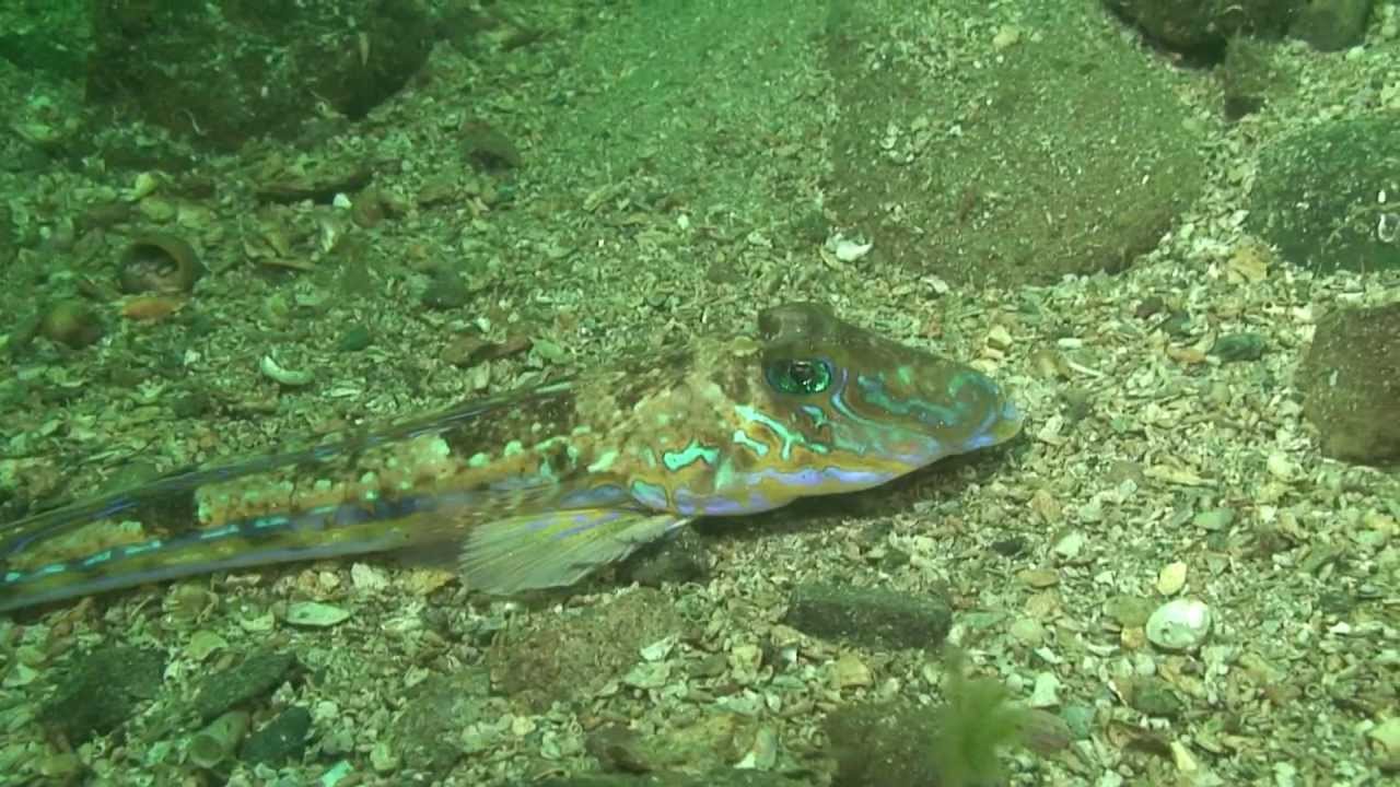 Diving the Gullmar fjord May 2013