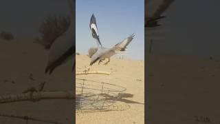 Sparrow 🕊️bird Trapping #youtube #birds #wildlife #nature #animals #birds #harehunting #wildlife