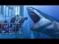 100 Scariest Animal Encounters of All Time 2022 #2