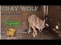 8 YEAR CHAINED #wolf || Balochistan || Forest Guard