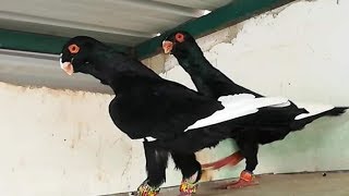 Pigeons  Syrian Arab😍😍😍     المسود الشامي