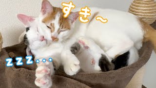 狭い場所でぎゅうぎゅうに引っ付く仲良しチロトロ by ねこほうチャンネル 37,363 views 2 months ago 4 minutes, 28 seconds