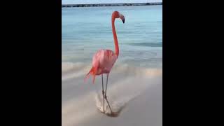 LINDO FLAMINGO #flamingo #aves #pássaros #shorts