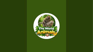 Hello monkeys | The World Animals