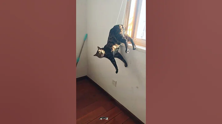 Watch the video about Unlucky cat!#cat#cats#funnycat#kitten#pets #funnyanimal #funnypet #funny #foryou