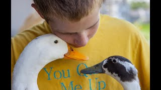Pet ducks help calm boy with autism
