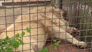 Перекличка от ЧУКОВИЧА! Парк львов Тайган #тайган