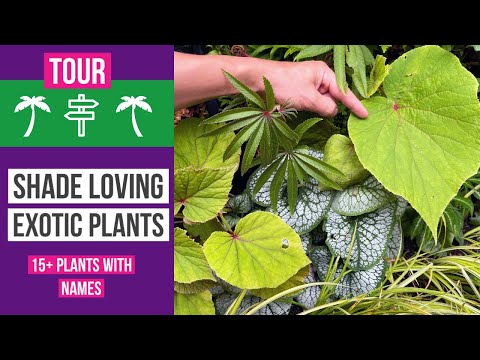 Video: Tropiese skadutuinplante: wenke oor die skep van 'n tropiese skadutuin